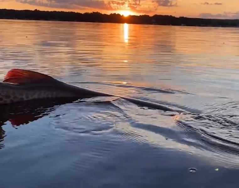 MN Musky Opener!!